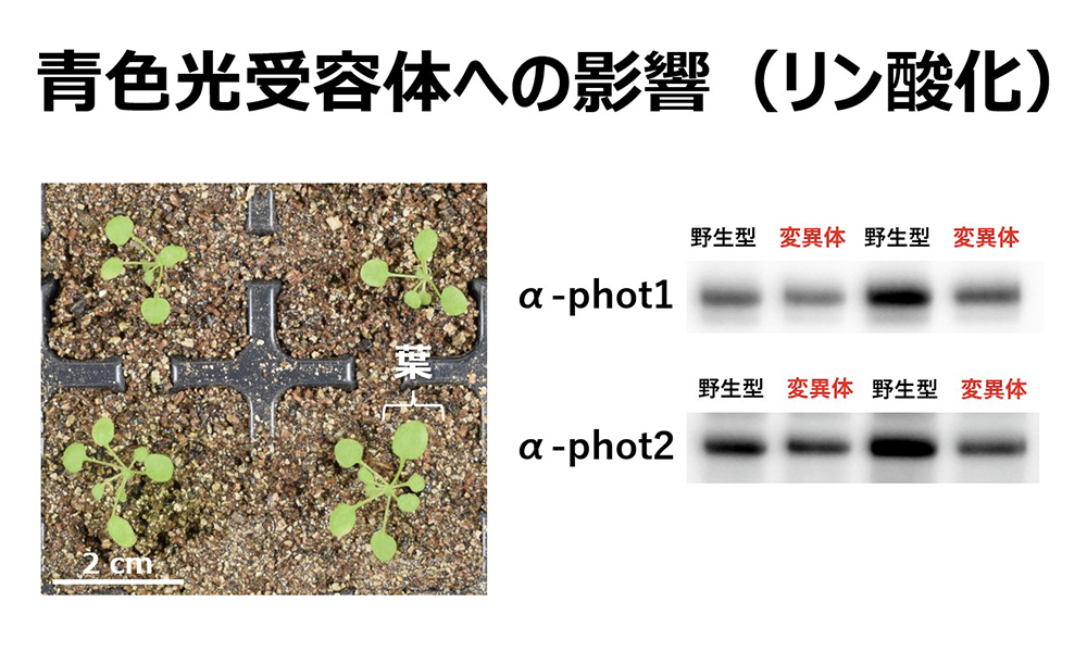 2606c_haga01.png