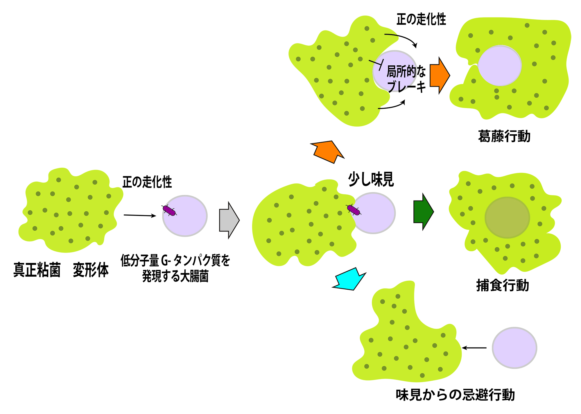 日本語のまとめの図.jpg