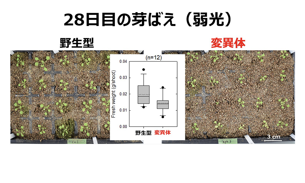 2606c_haga02.png