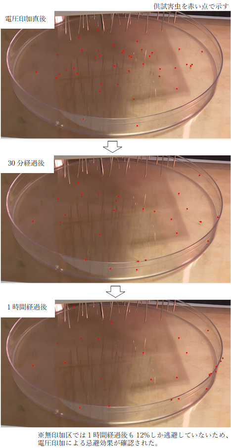 図2_電圧印加による害虫の忌避効果.jpg