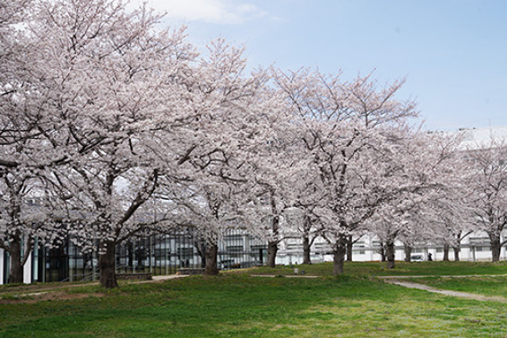 220329_桜祭りサムネイル.jpg