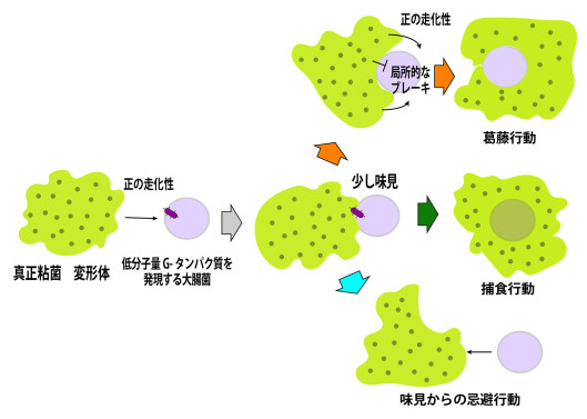 日本語のまとめの図.jpg