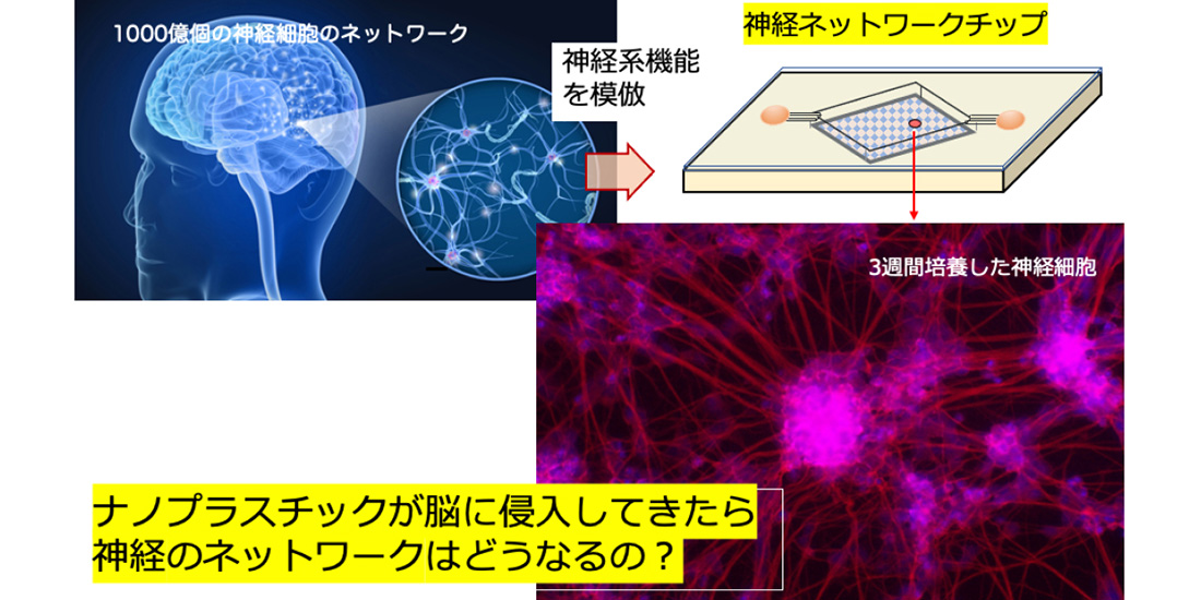 脳神経ネットワーク